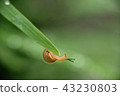 雨中小蝸牛 43230803