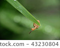 雨中小蝸牛 43230804
