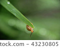 雨中小蝸牛 43230805
