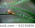 雨中小蝸牛 43230806