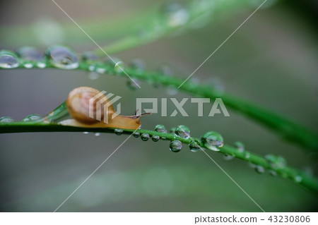 雨中小蝸牛 雨中小蝸牛 43230806