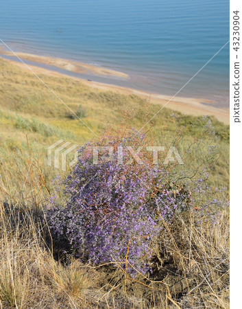 Small purple flowers growing on the shore of the Azov Sea 43230904