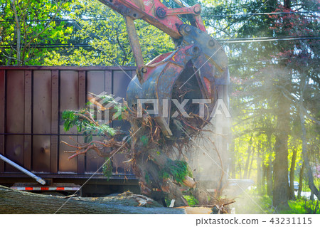 loading and exportation of cut trees after storm 43231115