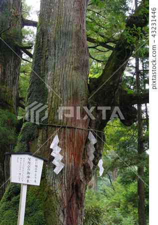 Futarayama Shrine (Nikko) Ogami Godoki of marriage Futarayama Shrine (Nikko) Ogami Godoki of marriage 43231446