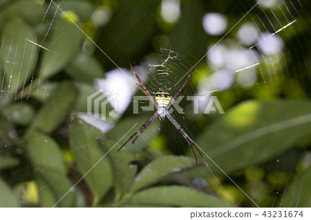 Cogalatidae Cogalatidae 43231674