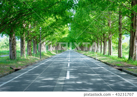 Shiga Prefecture Metasequoia Namiki Shiga Prefecture Metasequoia Namiki 43231707