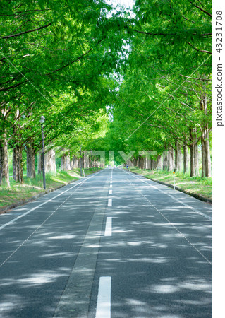 Shiga Prefecture Metasequoia Namiki 43231708