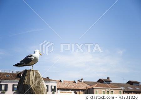 Murano Island pigeon 43231820
