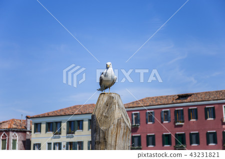 穆拉諾島和鴿子 穆拉諾島和鴿子 43231821