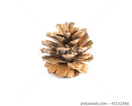 cones various coniferous trees isolated cones various coniferous trees isolated 43232368