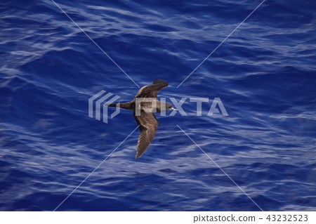 The flight of the winged gull The flight of the winged gull 43232523