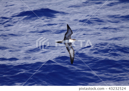 The flight of the winged gull 43232524