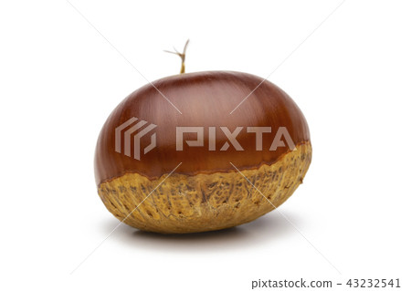 Chestnut  43232541