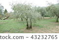 Olive field 43232765