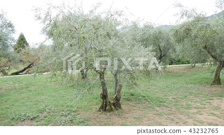 Olive field Olive field 43232765