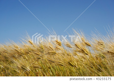 在風大麥茶圖像高岡市,日本富山縣的六排大麥的領域 在風大麥茶圖像高岡市,日本富山縣的六排大麥的領域 43233175