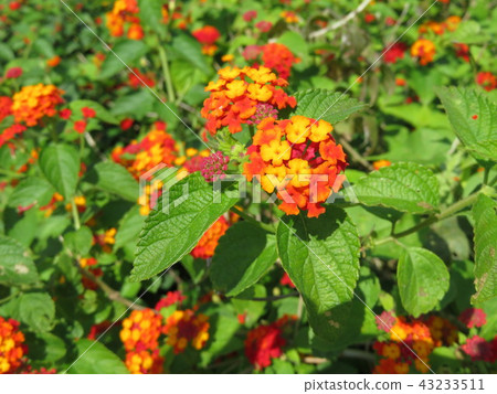 Flower (seven change) 43233511