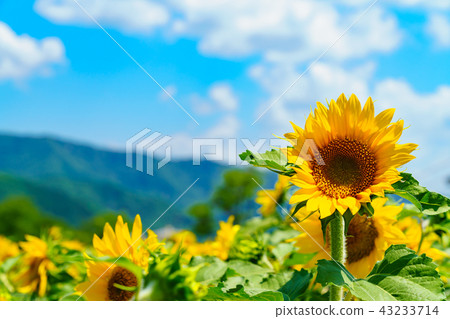 Landscape story Midsummer sunflower 43233714