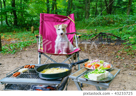 傑克羅素梗犬和營地 43233725