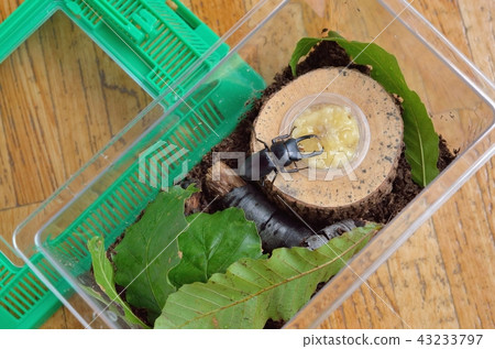 吃香蕉 吃香蕉 43233797