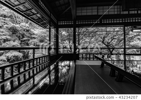 [棕褐色]新鮮綠色的Rurikoin 43234207