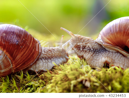 Helix pomatia also Roman snail, Burgundy snail Helix pomatia also Roman snail, Burgundy snail 43234453