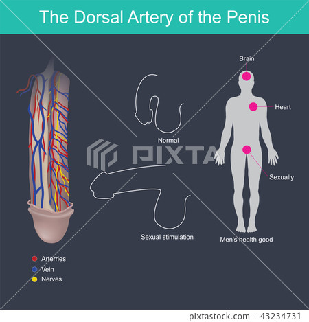The Dorsal Artery of the Penis. 43234731