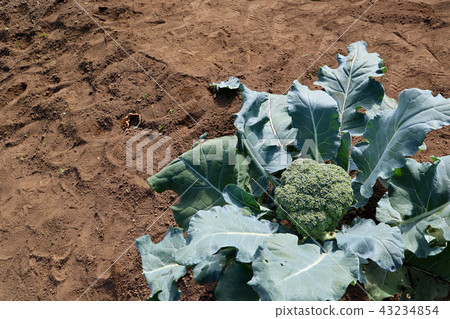 像素(西蘭花) 像素(西蘭花) 43234854