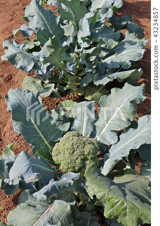 像素(西蘭花) 像素(西蘭花) 43234857