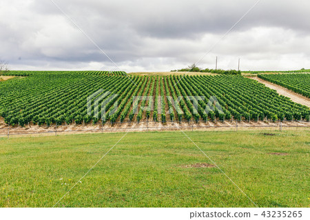 Growing grapes in France 43235265