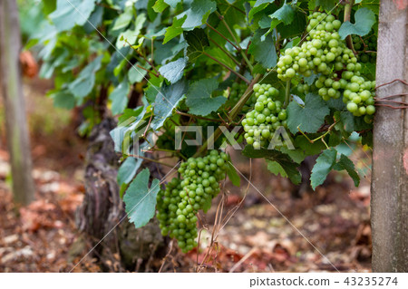 Green grapes background Green grapes background 43235274
