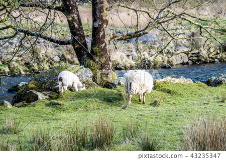 Sheep grazing in Welsh landscape close to the river Sheep grazing in Welsh landscape close to the river 43235347