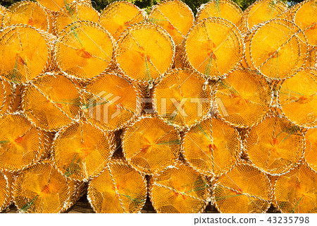 被堆積的黃色螃蟹捕手 43235798