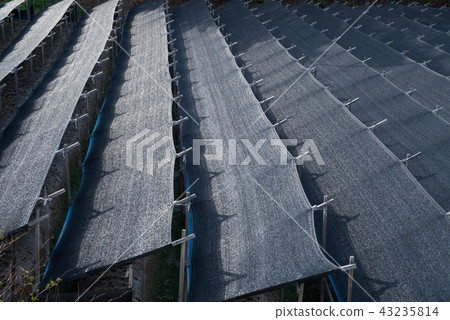 Black shade of ginseng field Black shade of ginseng field 43235814