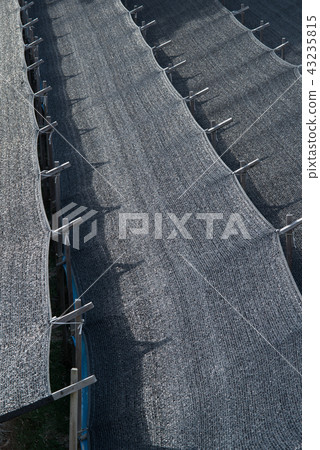 Black shade of ginseng field 43235815