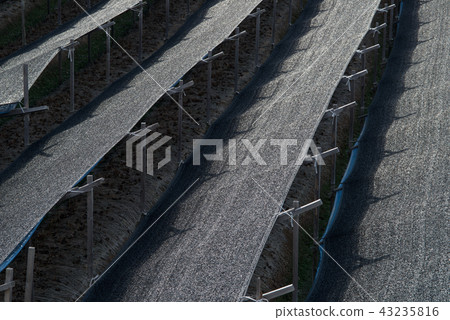 Black shade of ginseng field 43235816