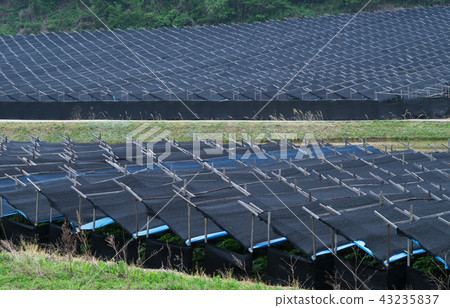 Black shade of ginseng field Black shade of ginseng field 43235837