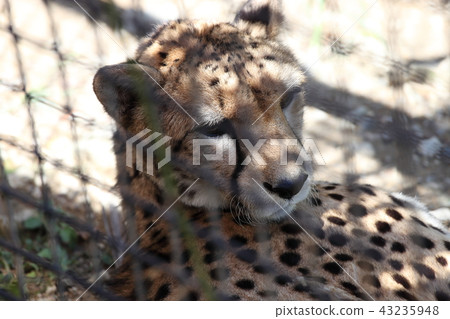 獵豹 獵豹 43235948