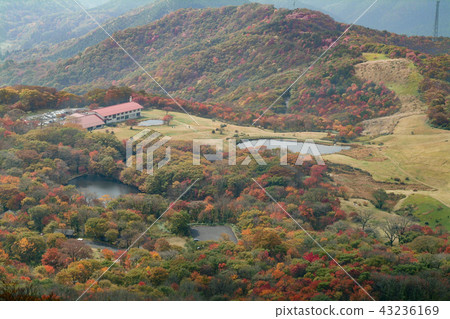 Azumayama Autumn leaves 43236169