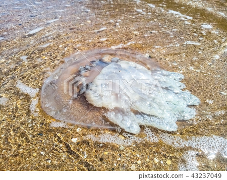 Dead jellyfish in shallow water. Jellyfish Rhizostoma root rope, thrown to the shore of the sea 43237049