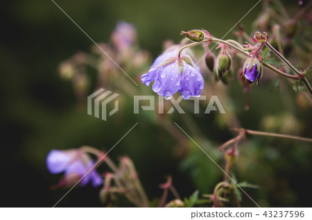 Meadow geranium. Blooming geranium with lilac flowers among the grass. Medicinal plant. Evening shot 43237596