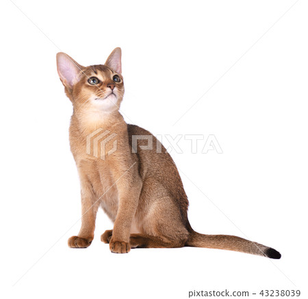 Purebred abyssinian cat isolated on white background. Cute playful kitten isolated 43238039