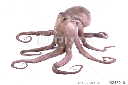Fresh octopus isolated on white background. Live octopus isolated 43238040