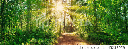 pine and fir forest view in summer pine and fir forest view in summer 43238059