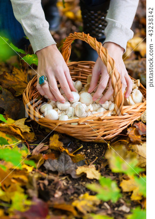Woman collecting mushrooms in basket Woman collecting mushrooms in basket 43238142
