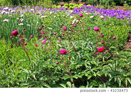 Red and white peonies flowers buds 43238473
