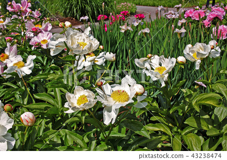 White peonies flowers White peonies flowers 43238474
