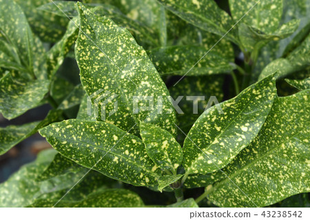 Japanese laurel Crotonifolia Japanese laurel Crotonifolia 43238542