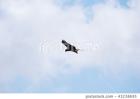 Tonbi（我沒有信心，但......） 43238693