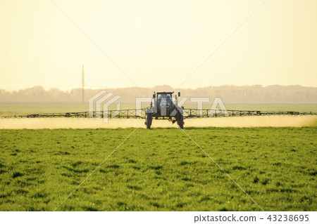 Tractor on the sunset background. Tractor with high wheels is making fertilizer on young wheat. The 43238695